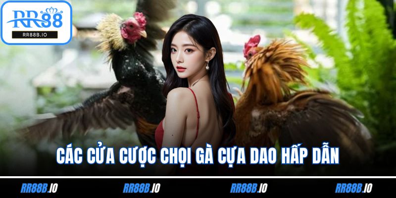 Các cửa cược chọi chiến kê cựa dao hấp dẫn
