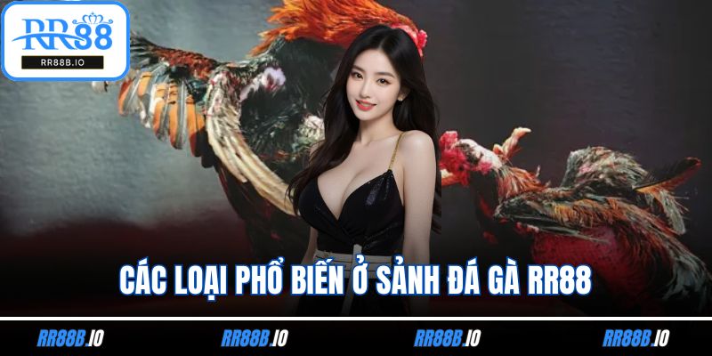 Các loại phổ biến ở sảnh đá gà RR88