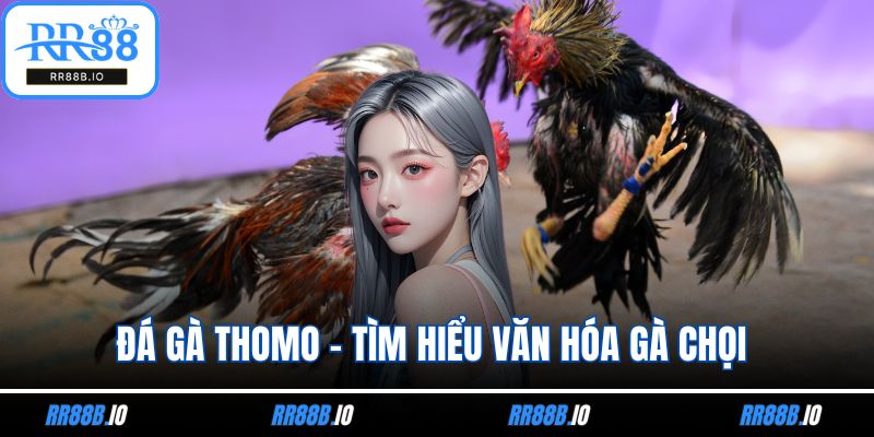Đá Gà Thomo - Tìm Hiểu Văn Hóa Gà Chọi Của Người Việt