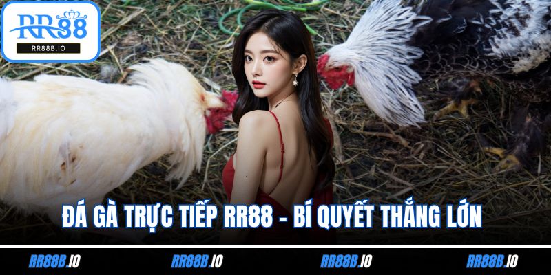 Đá Gà Trực Tiếp RR88 - Bí Quyết Thắng Lớn Cùng Cao Thủ