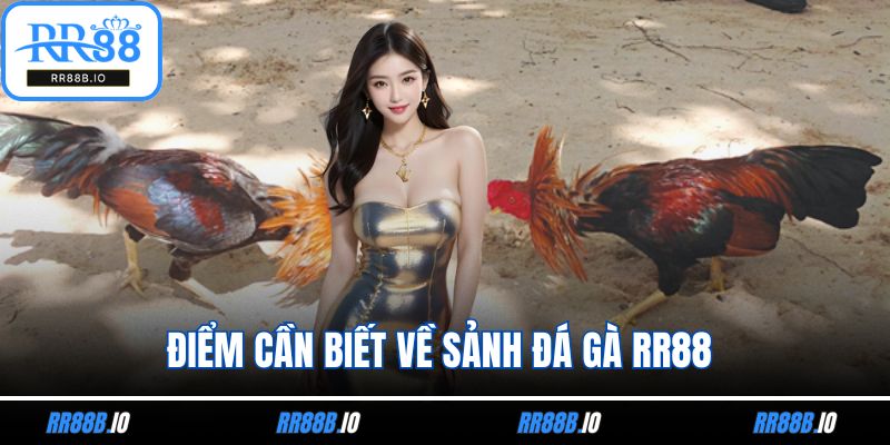 Điểm cần biết về sảnh đá gà RR88