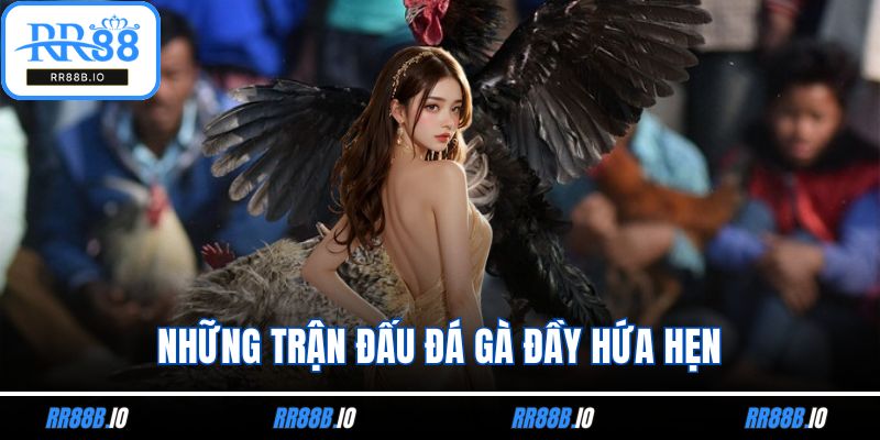 Những trận đấu đá gà đầy hứa hẹn