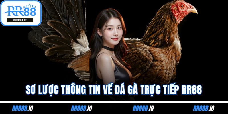 Sơ lược thông tin về đá gà trực tiếp RR88