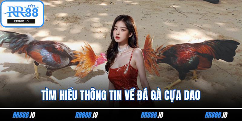 Tìm hiểu thông tin về đá gà cựa dao
